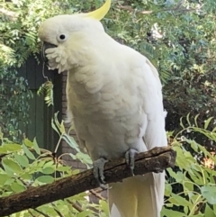 Cacatua galerita (Sulphur-crested Cockatoo) at Hughes, ACT - 2 Feb 2020 by ruthkerruish