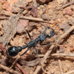 Myrmecia tarsata at Majura, ACT - 25 Feb 2017 01:27 PM