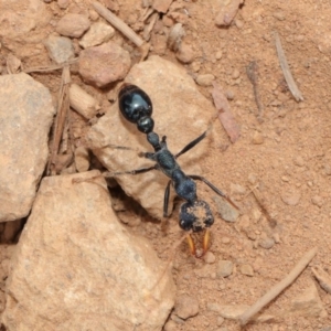 Myrmecia tarsata at Majura, ACT - 25 Feb 2017 01:27 PM