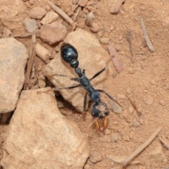 Myrmecia tarsata at Majura, ACT - 25 Feb 2017