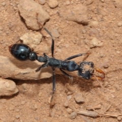 Myrmecia tarsata at Majura, ACT - 25 Feb 2017 01:27 PM