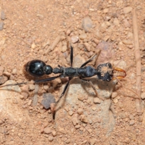 Myrmecia tarsata at Majura, ACT - 25 Feb 2017 01:27 PM