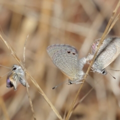 Nacaduba biocellata (Two-spotted Line-Blue) at Majura, ACT - 25 Feb 2017 by TimL