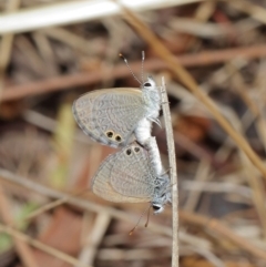 Nacaduba biocellata at Majura, ACT - 25 Feb 2017 01:19 PM