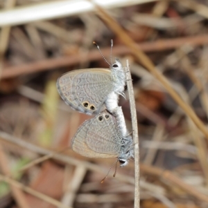 Nacaduba biocellata at Majura, ACT - 25 Feb 2017