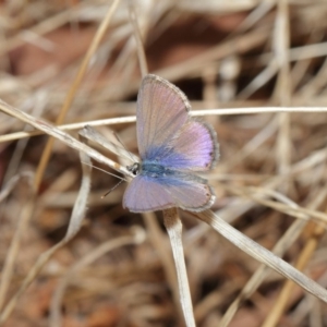 Nacaduba biocellata at Majura, ACT - 25 Feb 2017 01:19 PM