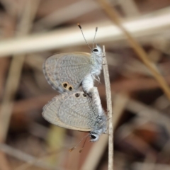 Nacaduba biocellata at Majura, ACT - 25 Feb 2017 01:19 PM