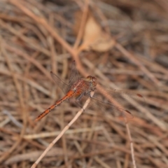 Diplacodes bipunctata (Wandering Percher) at Hackett, ACT - 25 Feb 2017 by TimL