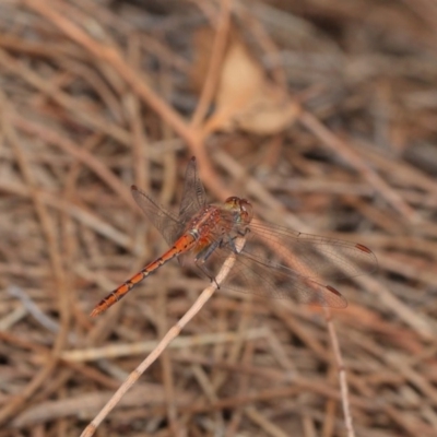 Diplacodes bipunctata (Wandering Percher) at Mount Majura - 25 Feb 2017 by TimL