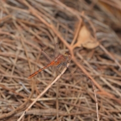 Diplacodes bipunctata at Hackett, ACT - 25 Feb 2017 01:50 PM