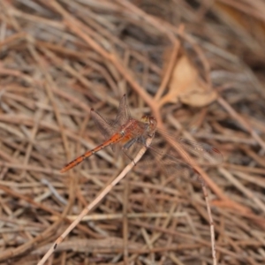 Diplacodes bipunctata at Hackett, ACT - 25 Feb 2017 01:50 PM