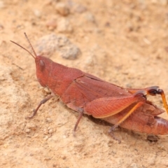 Goniaea opomaloides (Mimetic Gumleaf Grasshopper) at Mount Majura - 25 Feb 2017 by TimL