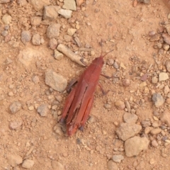 Goniaea opomaloides at Hackett, ACT - 25 Feb 2017