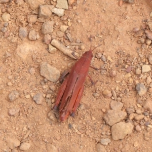 Goniaea opomaloides at Hackett, ACT - 25 Feb 2017 01:30 PM