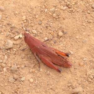 Goniaea opomaloides at Hackett, ACT - 25 Feb 2017 01:30 PM