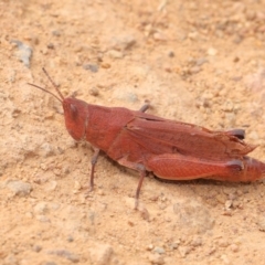 Goniaea opomaloides at Hackett, ACT - 25 Feb 2017 01:30 PM