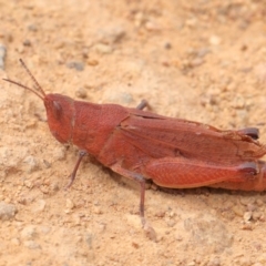 Goniaea opomaloides at Hackett, ACT - 25 Feb 2017 01:30 PM