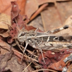 Oedaleus australis (Australian Oedaleus) at Mount Majura - 25 Feb 2017 by TimL