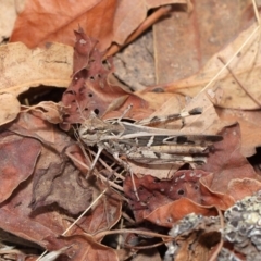 Oedaleus australis at Hackett, ACT - 25 Feb 2017