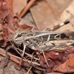 Oedaleus australis at Hackett, ACT - 25 Feb 2017