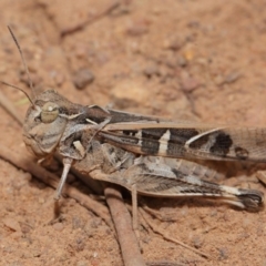 Oedaleus australis at Hackett, ACT - 25 Feb 2017