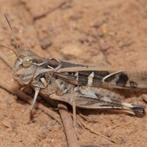 Oedaleus australis at Hackett, ACT - 25 Feb 2017