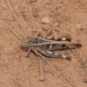 Oedaleus australis at Hackett, ACT - 25 Feb 2017