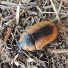 Chondropyga dorsalis (Cowboy beetle) at Pollinator-friendly garden Conder - 27 Jan 2020 by michaelb