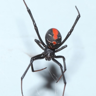 Latrodectus hasselti (Redback Spider) at Evatt, ACT - 17 Jan 2017 by TimL