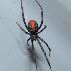 Latrodectus hasselti at Evatt, ACT - 17 Jan 2017 03:02 PM