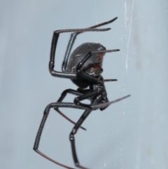 Latrodectus hasselti at Evatt, ACT - 17 Jan 2017 03:02 PM