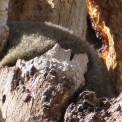 Trichosurus vulpecula (Common Brushtail Possum) at Belconnen, ACT - 3 Feb 2020 by Christine