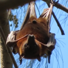 Pteropus scapulatus (Little Red Flying Fox) at Lake Ginninderra - 3 Feb 2020 by Christine