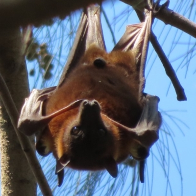 Pteropus scapulatus (Little Red Flying Fox) at Lake Ginninderra - 3 Feb 2020 by Christine