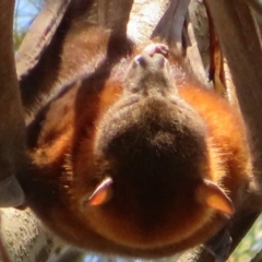 Pteropus scapulatus at Evatt, ACT - 3 Feb 2020