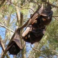 Pteropus scapulatus at Evatt, ACT - 3 Feb 2020