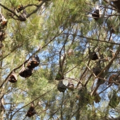 Pteropus scapulatus at Evatt, ACT - 3 Feb 2020