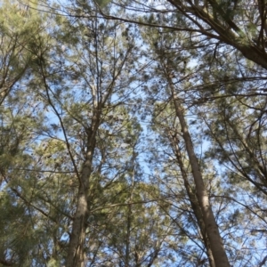 Pteropus scapulatus at Evatt, ACT - 3 Feb 2020