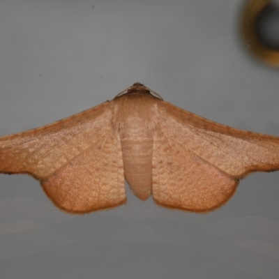 Aglaopus centiginosa (Dark-fringed Leaf Moth) at Ainslie, ACT - 30 Jan 2020 by jbromilow50