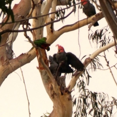 Callocephalon fimbriatum (Gang-gang Cockatoo) at Hughes Grassy Woodland - 3 Feb 2020 by Ct1000