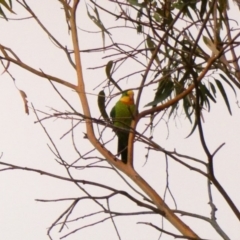 Polytelis swainsonii (Superb Parrot) at Hughes, ACT - 3 Feb 2020 by Ct1000