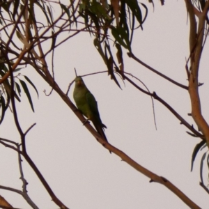 Polytelis swainsonii at Hughes, ACT - suppressed