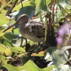 Gallinago hardwickii (Latham's Snipe) at Commonwealth & Kings Parks - 3 Feb 2020 by Alison Milton