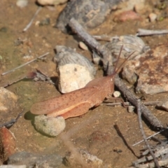 Goniaea australasiae (Gumleaf grasshopper) at Yerrinbool - 20 Oct 2018 by JanHartog