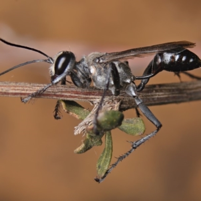 Isodontia sp. (genus) (Unidentified Grass-carrying wasp) at Mount Ainslie - 1 Feb 2020 by kdm