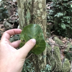 Dendrocnide excelsa (Stinging Tree) at Wattamolla, NSW - 2 Feb 2020 by WattaWanderer