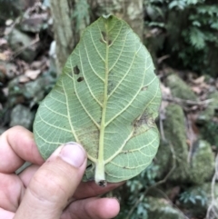 Dendrocnide excelsa at Wattamolla, NSW - 2 Feb 2020