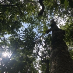 Dendrocnide excelsa at Wattamolla, NSW - 2 Feb 2020 05:47 PM