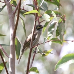 Caligavis chrysops (Yellow-faced Honeyeater) at Upper Nepean - 21 Oct 2018 by JanHartog