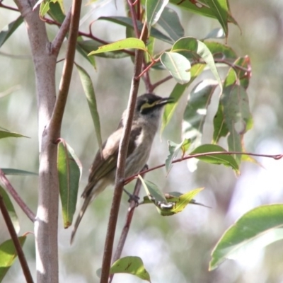 Caligavis chrysops (Yellow-faced Honeyeater) at Wingecarribee Local Government Area - 20 Oct 2018 by JanHartog